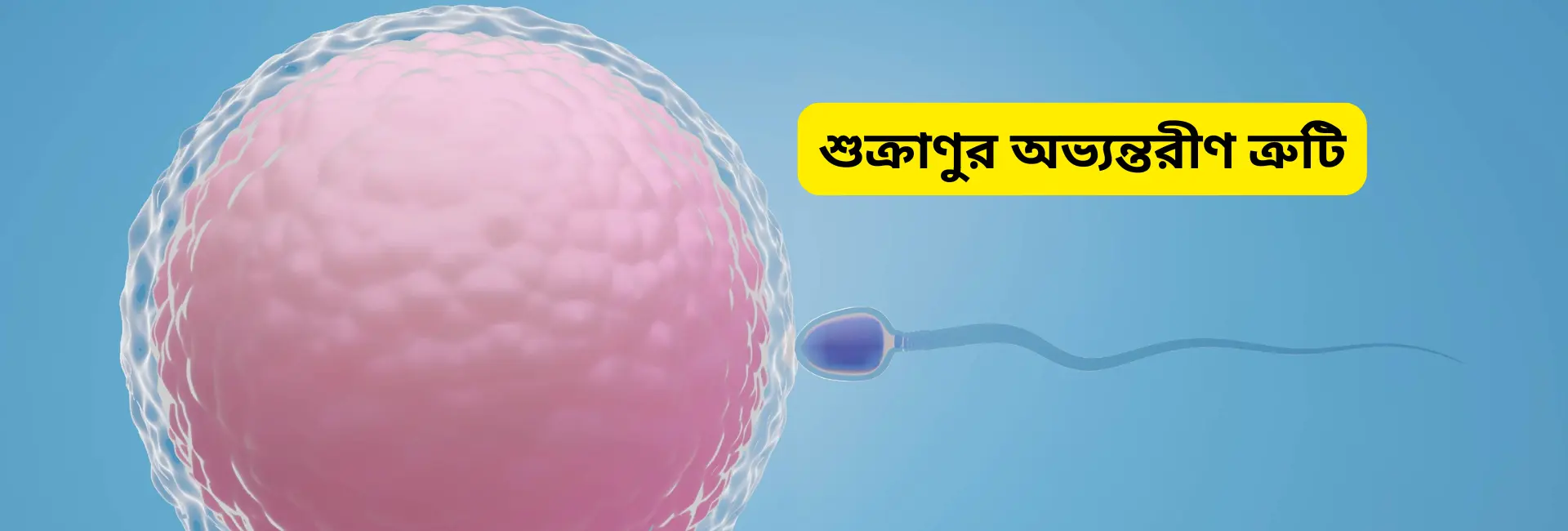শুক্রাণুর অভ্যন্তরীণ ত্রুটি – কারণ, লক্ষণ ও চিকিৎসা 1 Add a heading
