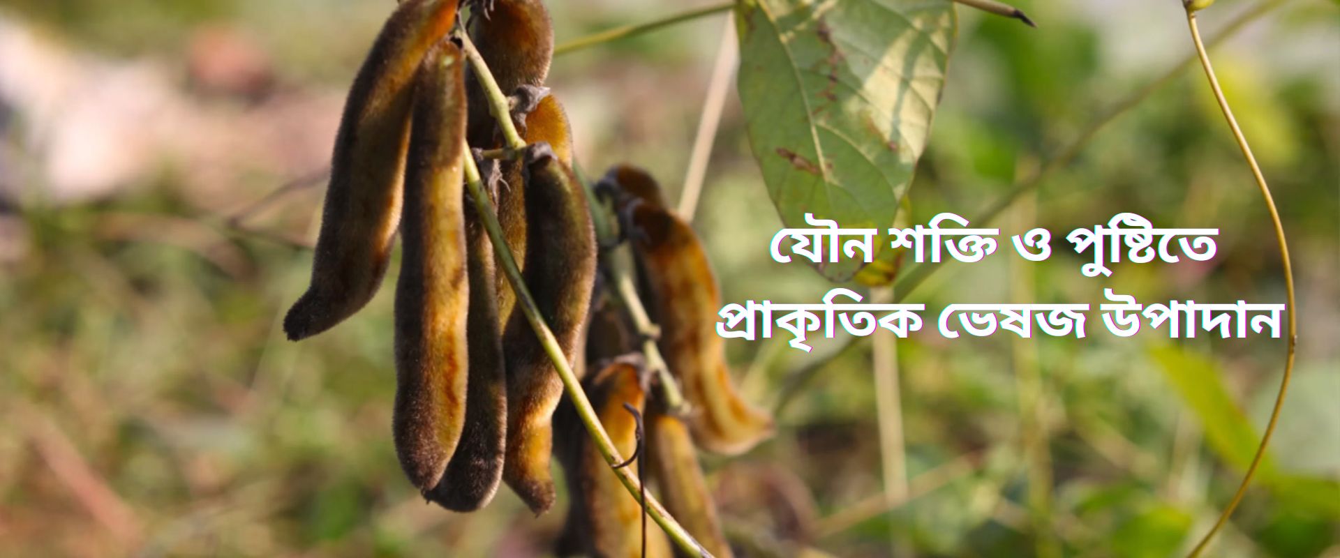 আলকুশি: যৌন শক্তি ও পুষ্টিতে প্রাকৃতিক ভেষজ উপাদান