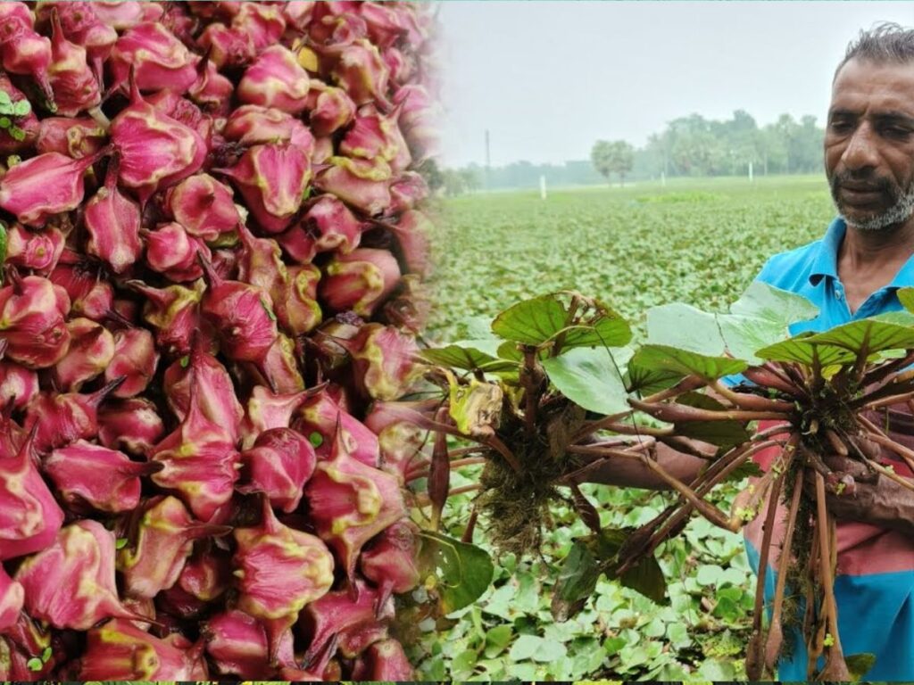 সিঙ্গারা (পানিফল)