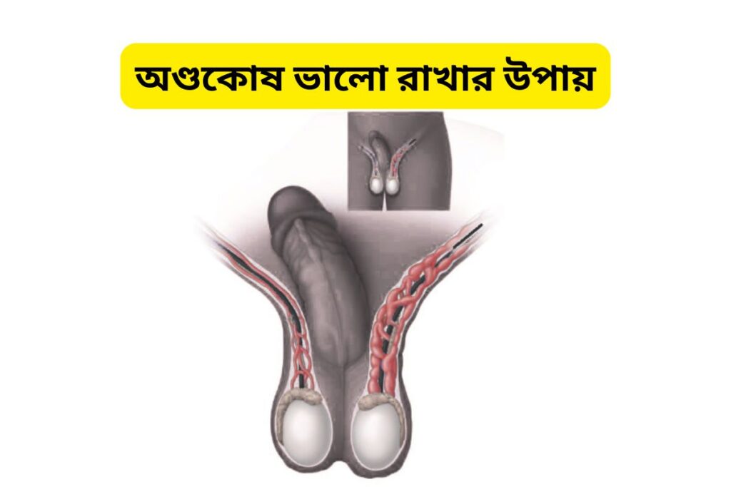 অণ্ডকোষ ভালো রাখার উপায়