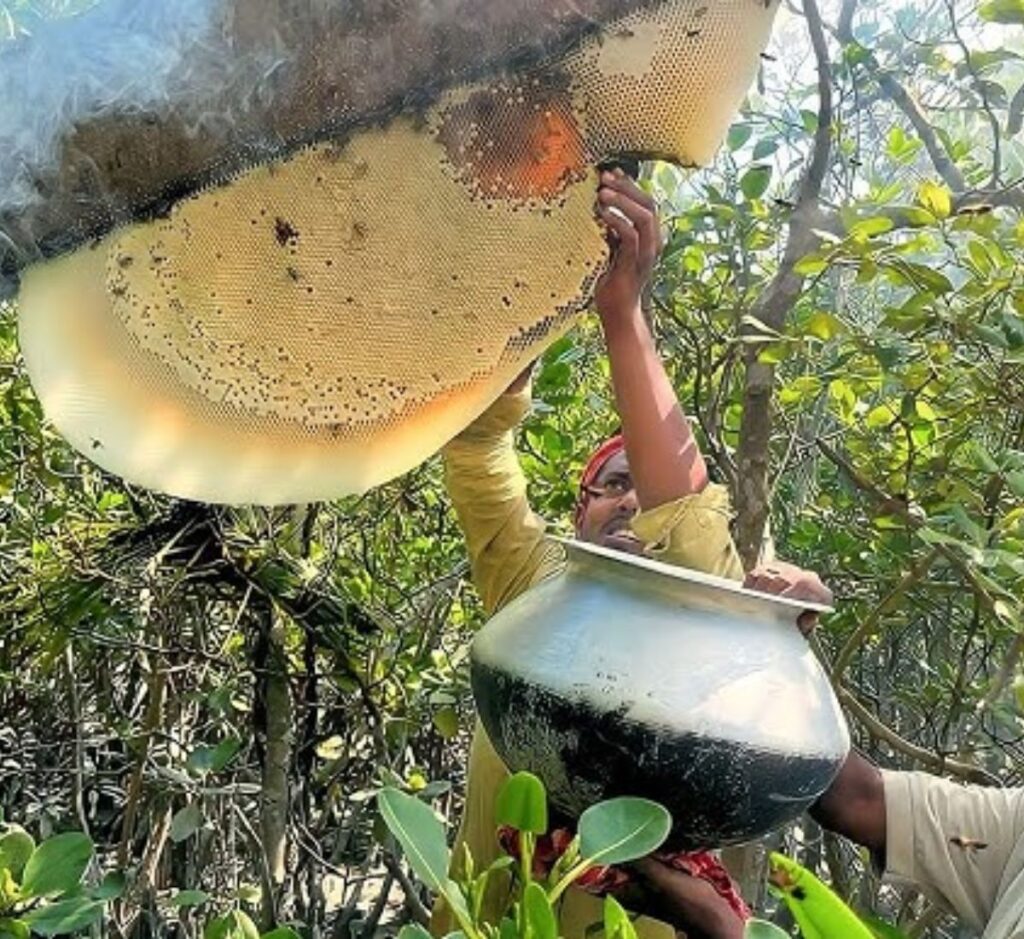 গরান ফুলের মধু