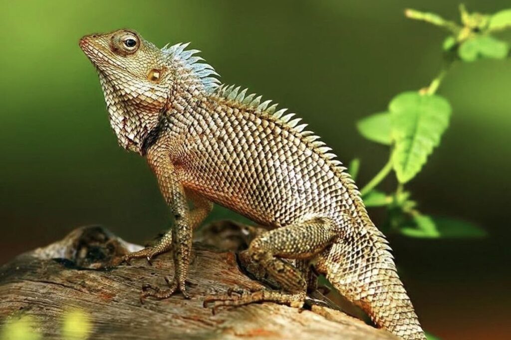 গিরগিটির চর্বি