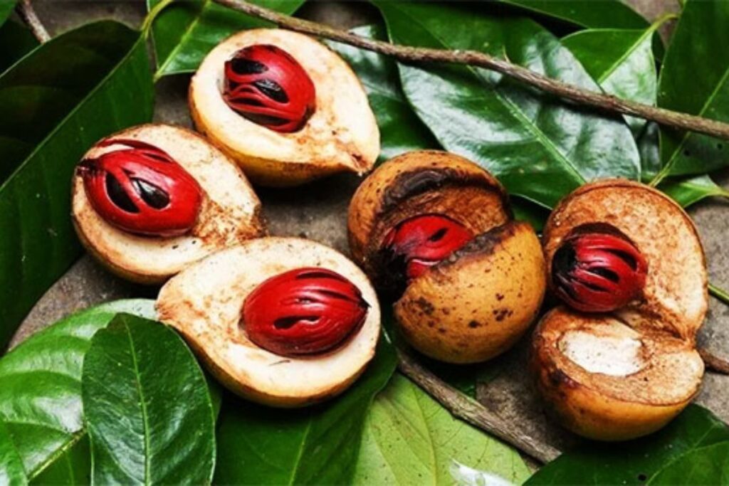 জৌযবুওয়া (জায়ফল): যৌন উত্তেজক ও পাচনে সহায়ক 1 জায়ফল
