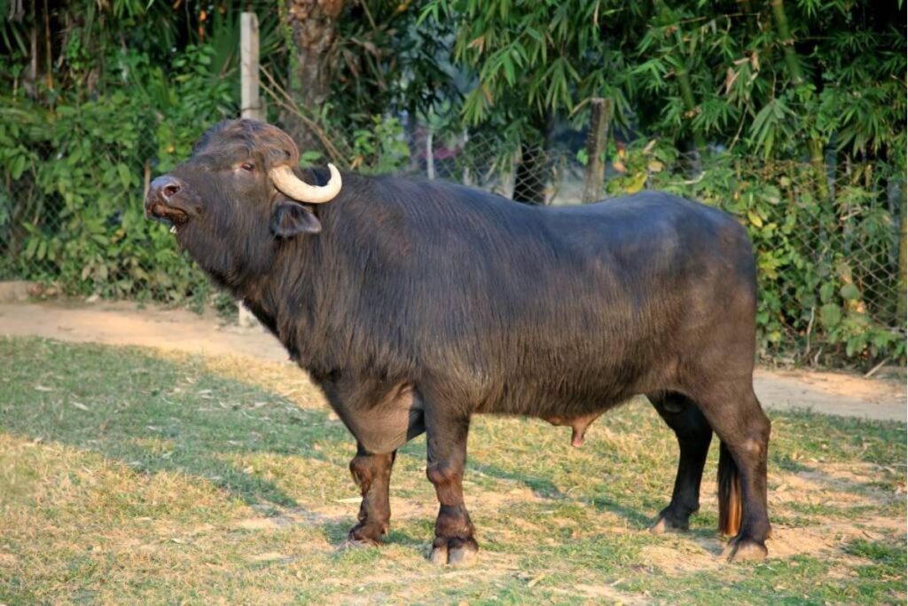 মহিষের চর্বি