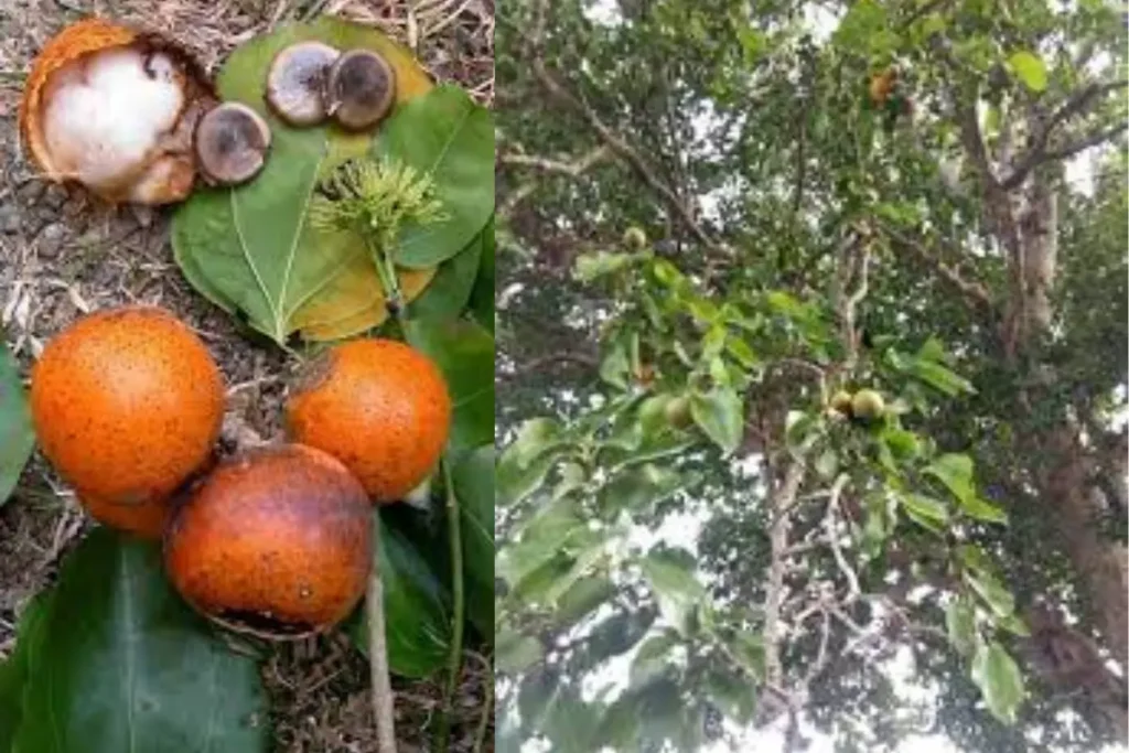শোধিত কুঁচিলা: স্নায়ু ও ধাতু সমস্যার জন্য ব্যবহৃত ভেষজ 1 শোধিত কুঁচিলা