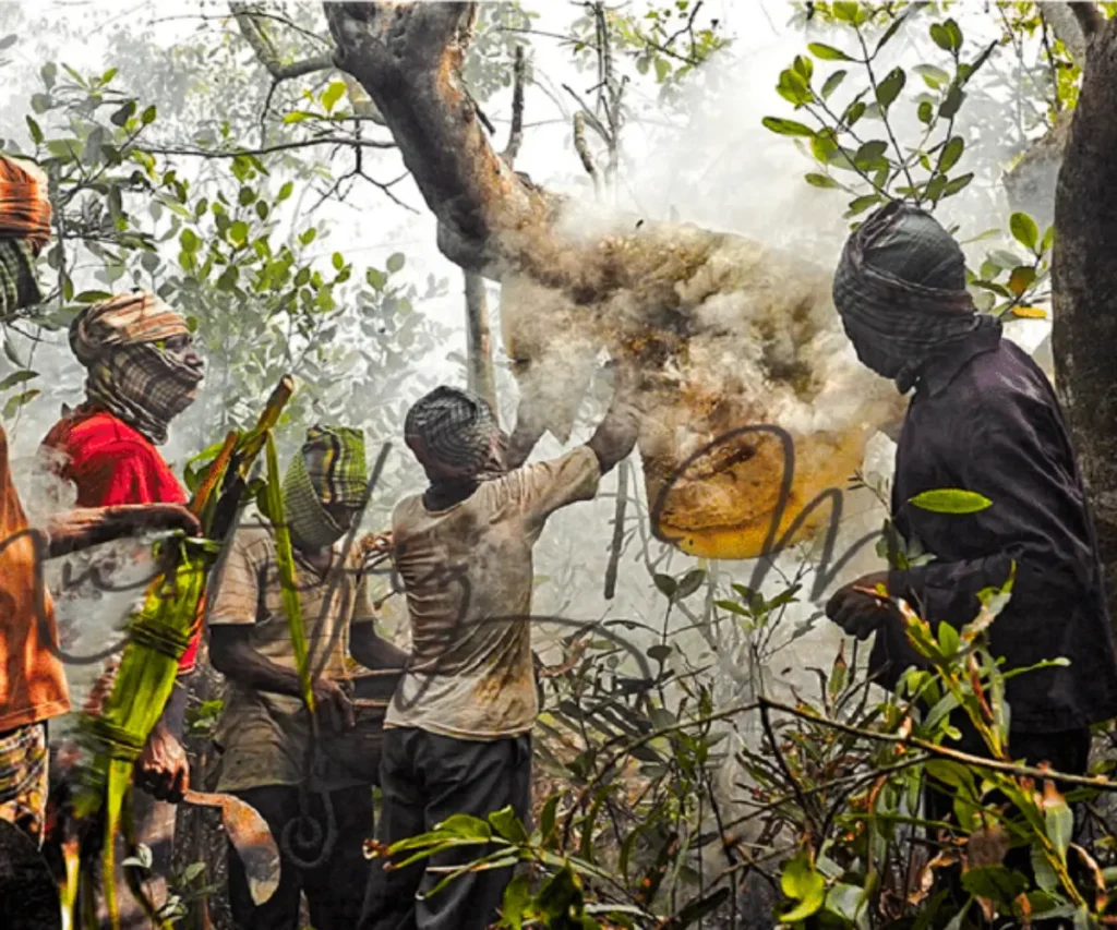 সুন্দরবনের মধুর বৈশিষ্ট্য