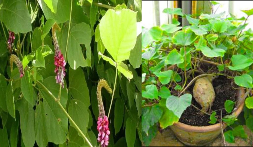 বিদারিকন্দ