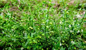 বীর্যমনি