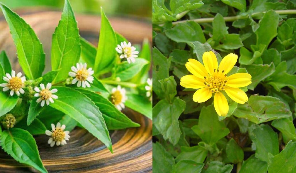 ভৃঙ্গরাজ