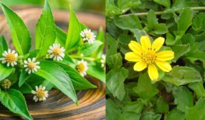 ভৃঙ্গরাজ