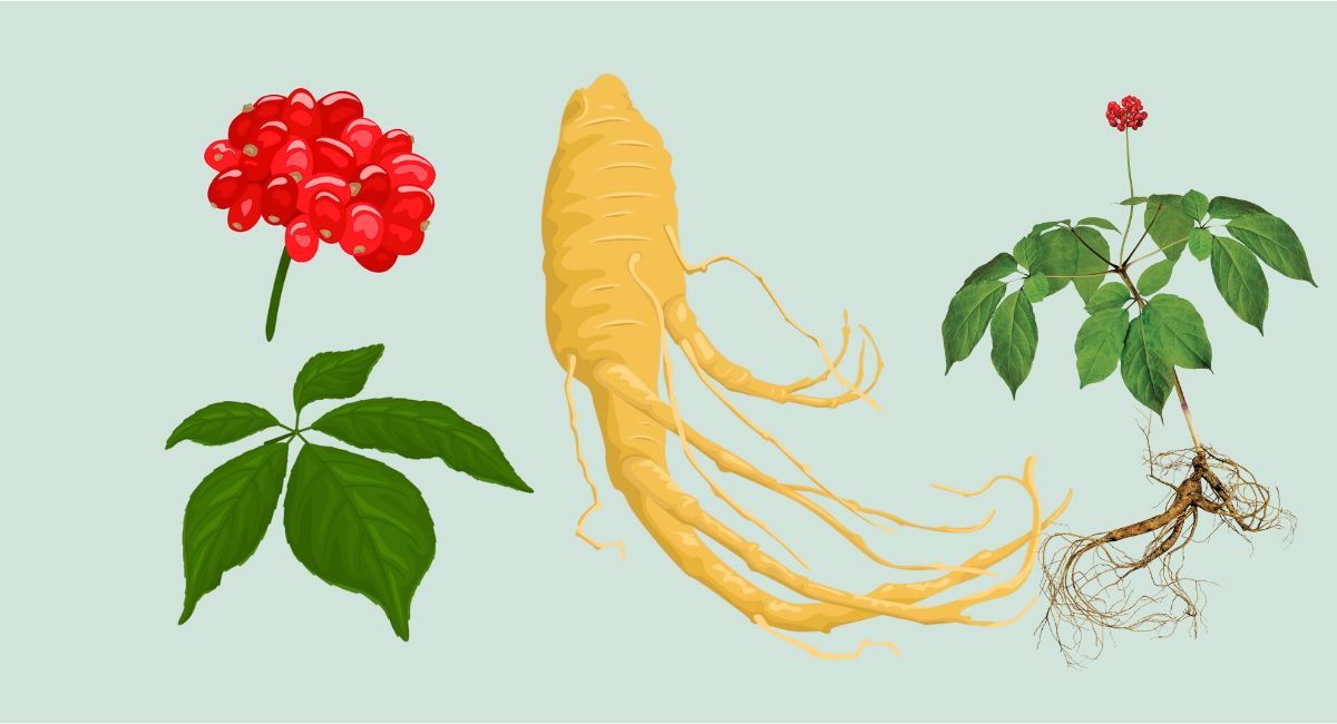 জিনসেং: গবেষণা, উপকারিতা, পার্শ্বপ্রতিক্রিয়া, ব্যবহার ও চেনার উপায়