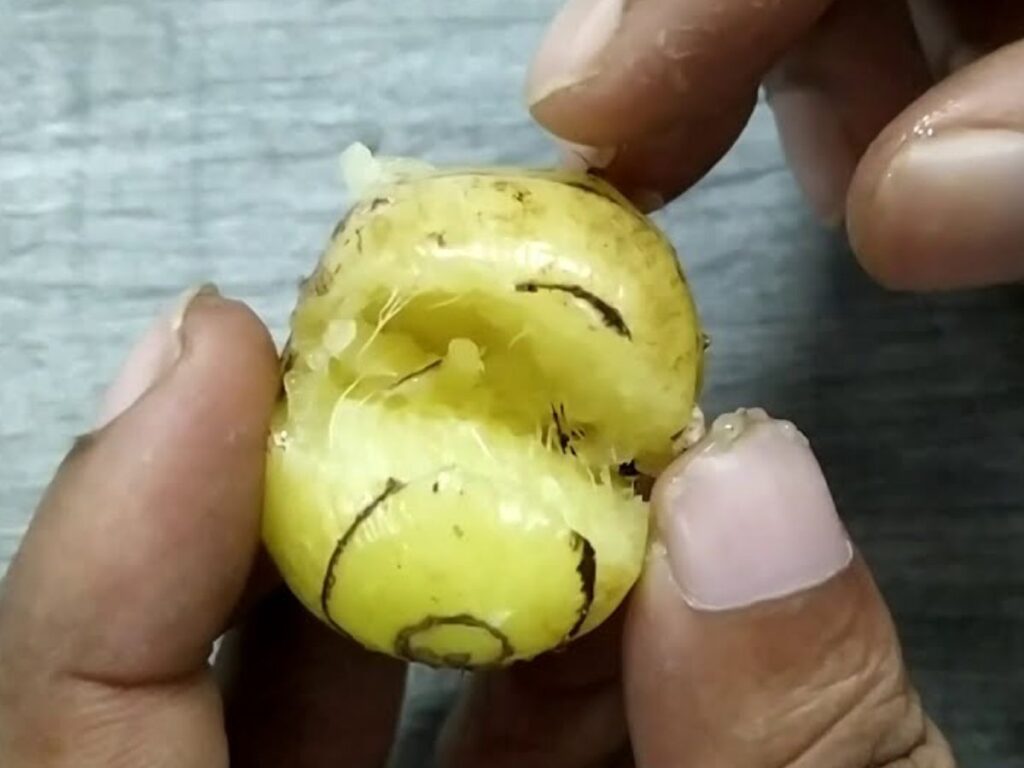 শঙ্খমূল এর উপকারিতা