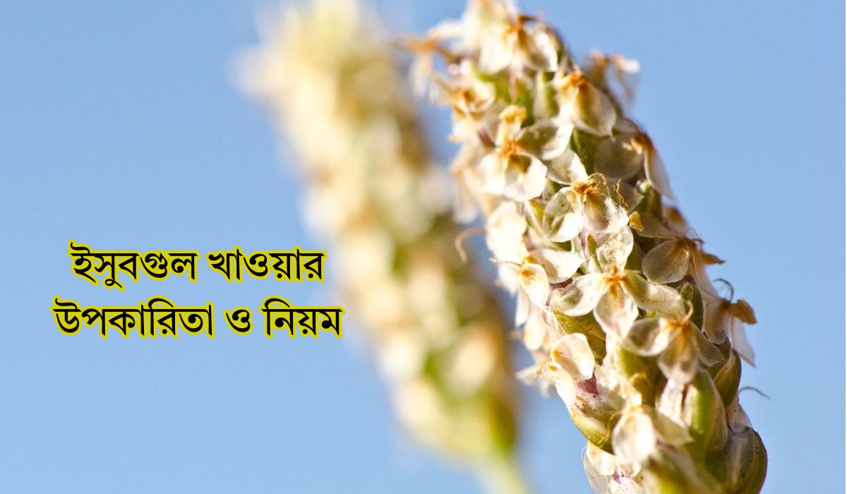 ইসবগুল খাওয়ার উপকারিতা ও অপকারিতা এবং খাওয়ার সঠিক নিয়ম