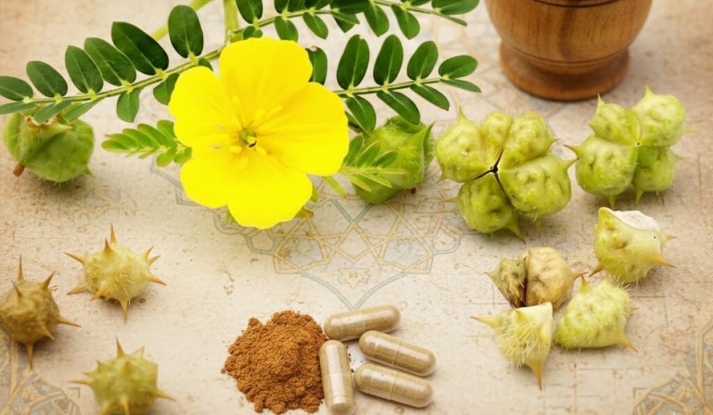 গোক্ষুর কাটার উপকারিতা