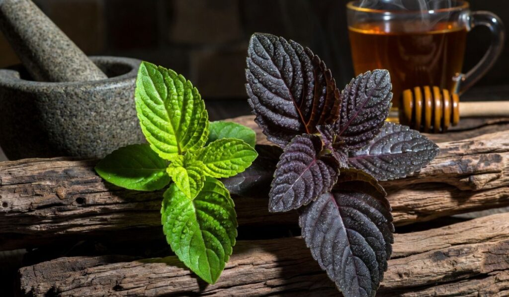 তুলসী পাতার উপকারিতা