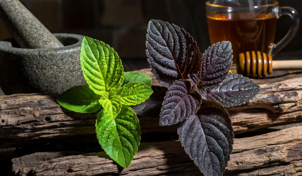 তুলসী পাতা: উপকারিতা, প্রকার, ব্যবহার, ইউনানি রেসিপি, পার্শ্ব প্রতিক্রিয়া
